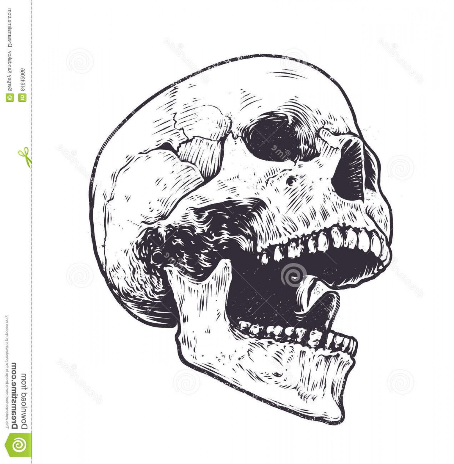 1527x1560 Stock Illustration Anatomic Skull Vector Art Detailed Hand Drawn