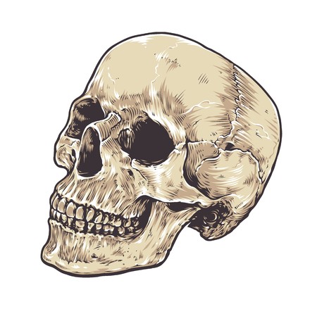 450x439 Anatomic Grunge Skull Vector Art Detailed Hand Drawn Illustration