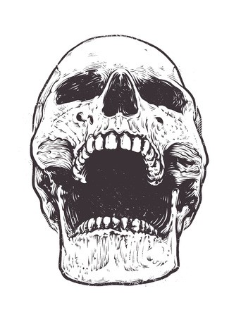342x450 Anatomic Skull Vector Art Detailed Hand Drawn Illustration