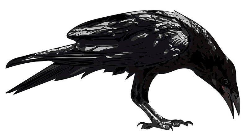 794x450 Black Crow High Detailed Vector Art Black Crow Etsy