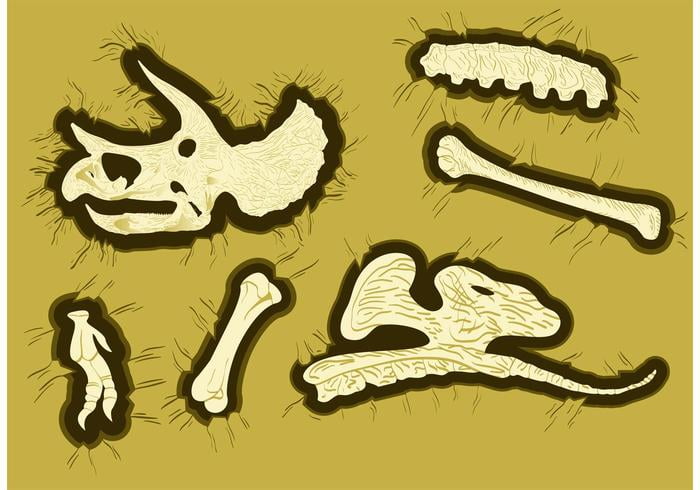 Dinosaur Bones Vectors Free Graphics Uihere 700x490 Dinosaur Bones Vectors Free Graphics Uihere