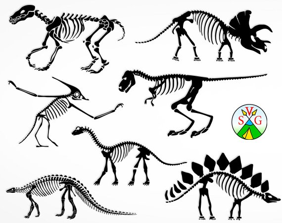 Dinosaur Bones 570x450 Dinosaur Bones