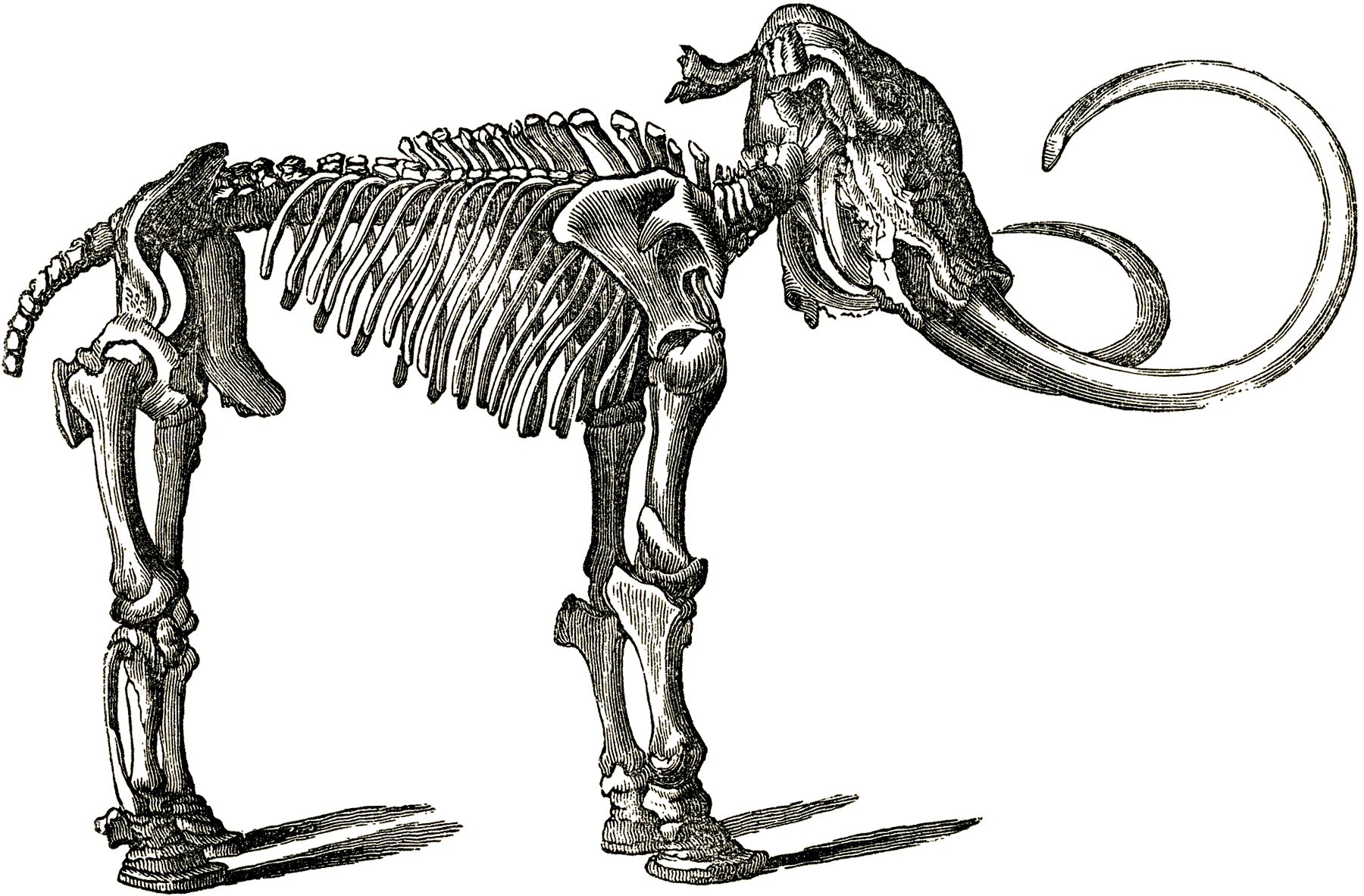 Free Dinosaur Bones Clip Art! 1800x1182 Free Dinosaur Bones Clip Art!