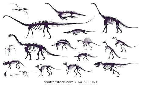 Dinosaur Skeleton Drawings 462x280 Dinosaur Skeleton Drawings