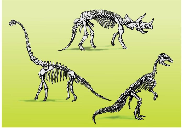Dinosaur Bones Skeletons 700x490 Dinosaur Bones Skeletons