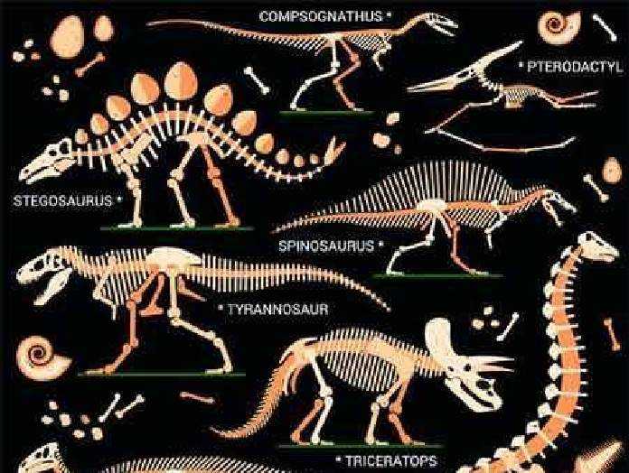 Dinosaur Fossils Eggs Bones Skeletons 696x524 Dinosaur Fossils Eggs Bones Skeletons