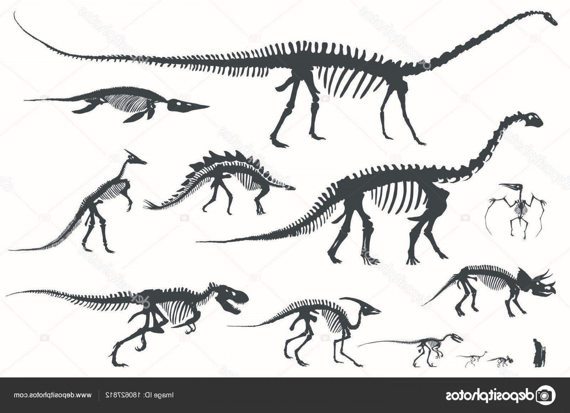 Fossil Vector Sillouettes Lamaison 1920x1393 Fossil Vector Sillouettes Lamaison