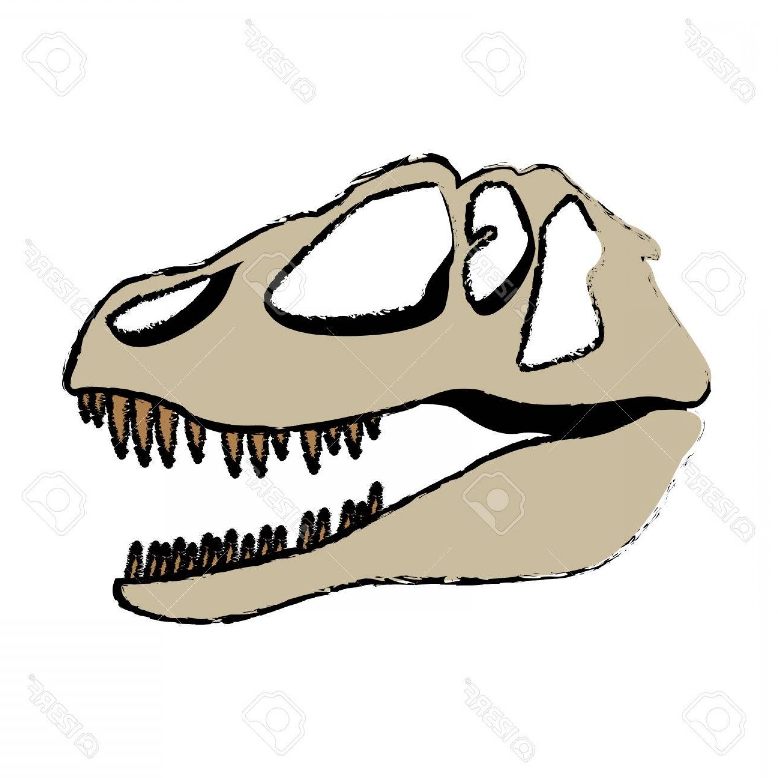 Photostock Vector Fossil Dinosaur Head Skeleton Lizard Animal Bone 1560x1560 Photostock Vector Fossil Dinosaur Head Skeleton Lizard Animal Bone