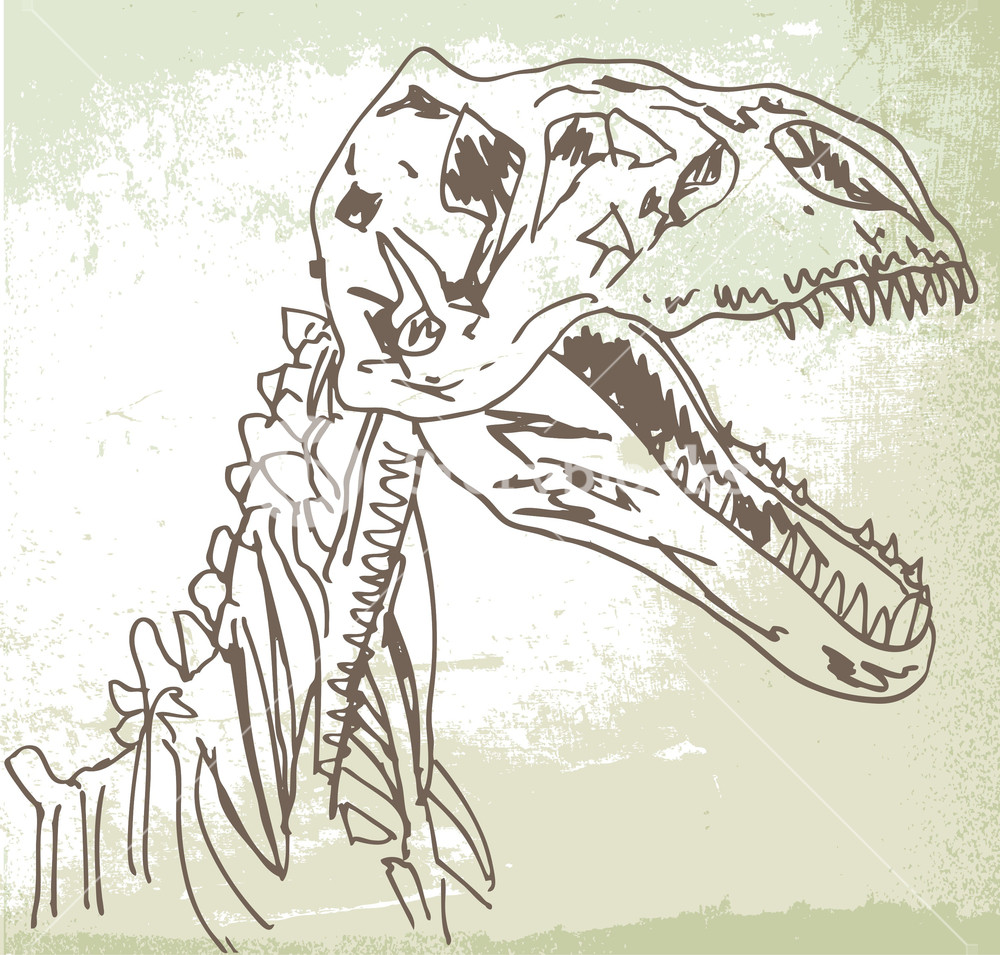 Sketch Of Dinosaur Fossil Vector Illustration Royalty Free Stock 1000x955 Sketch Of Dinosaur Fossil Vector Illustration Royalty Free Stock