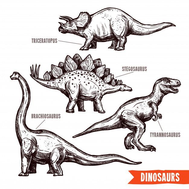 626x626 Dinosaur Skeleton Vectors, Photos And Free Download