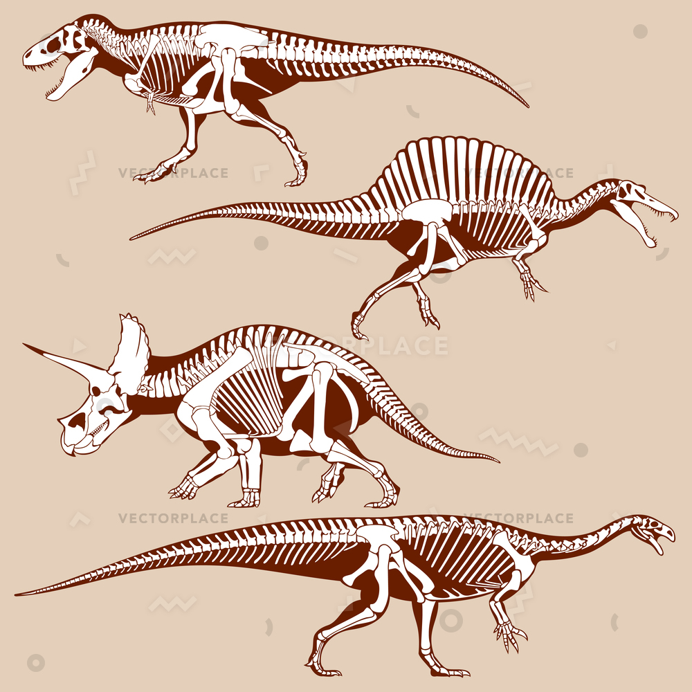 1000x1000 Gigantic Dinosaurus Silhouettes Skeletons Set Exhibit Vector