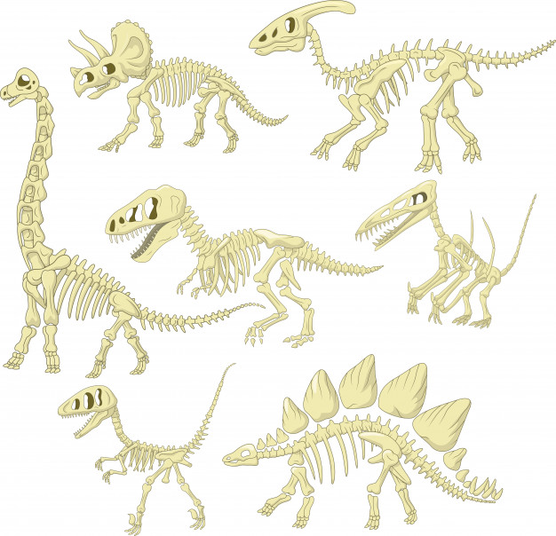 626x604 Cartoon Dinosaurs Skeleton Collection Set Vector Premium Download