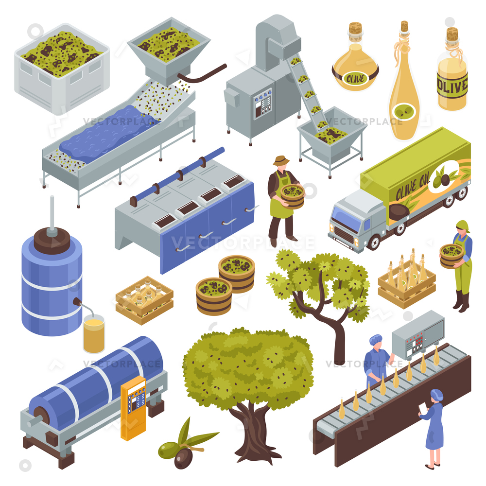 Olive Production Process Isometric Set Fruit Vector Illustration 1000x1000 Olive Production Process Isometric Set Fruit Vector Illustration