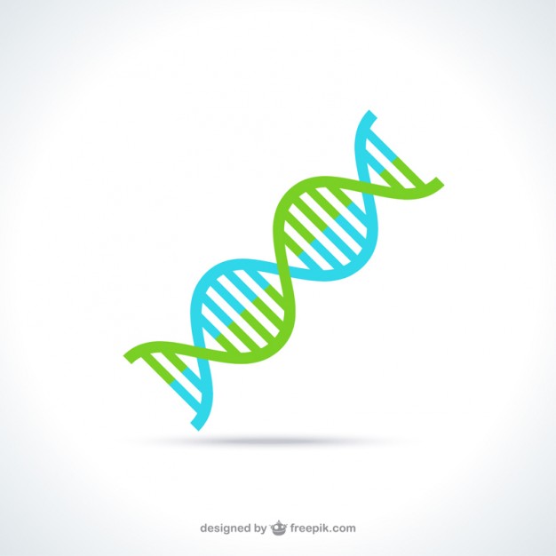 626x626 Dna Helix Vectors, Photos And Free Download