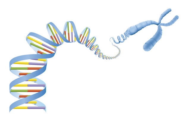 626x415 Dna Helix And Gene Diagram Vector Premium Download