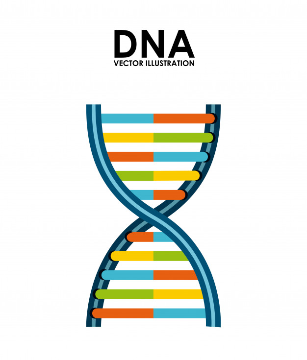 626x735 Dna Icon Vector Premium Download