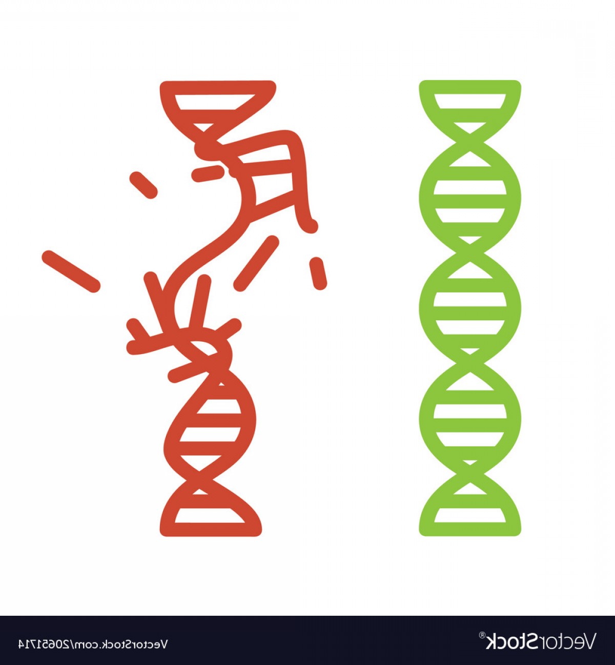 Dna Strand Vector Lamaison 1200x1296 Dna Strand Vector Lamaison