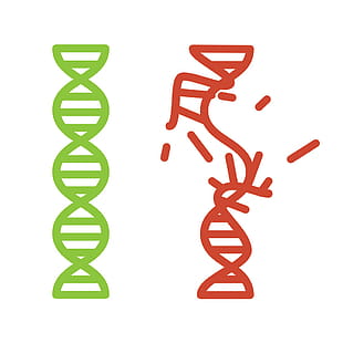 Intact And Damaged Dna Strand Vector Free Graphics 310x310 Intact And Damaged Dna Strand Vector Free Graphics