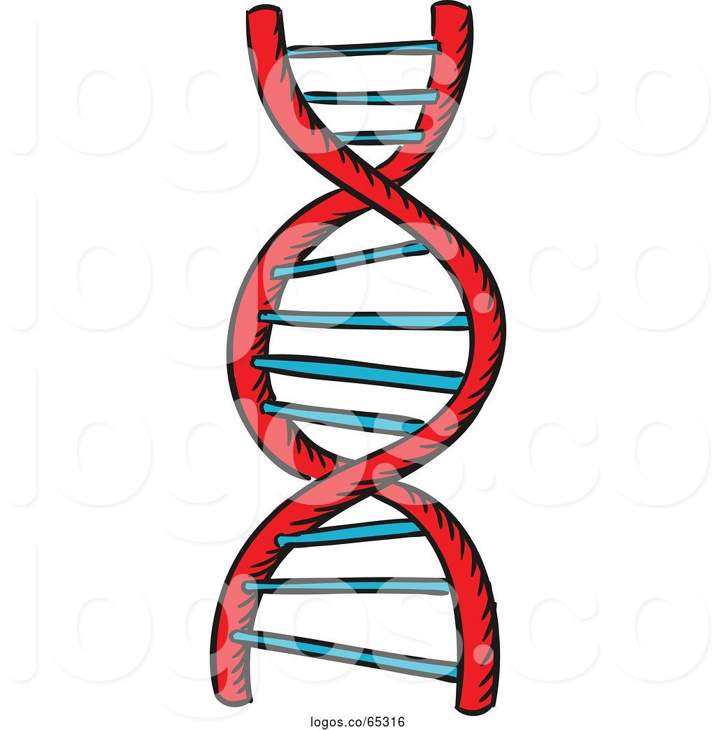 Logo Of Dna Strand 1024x1044 Logo Of Dna Strand