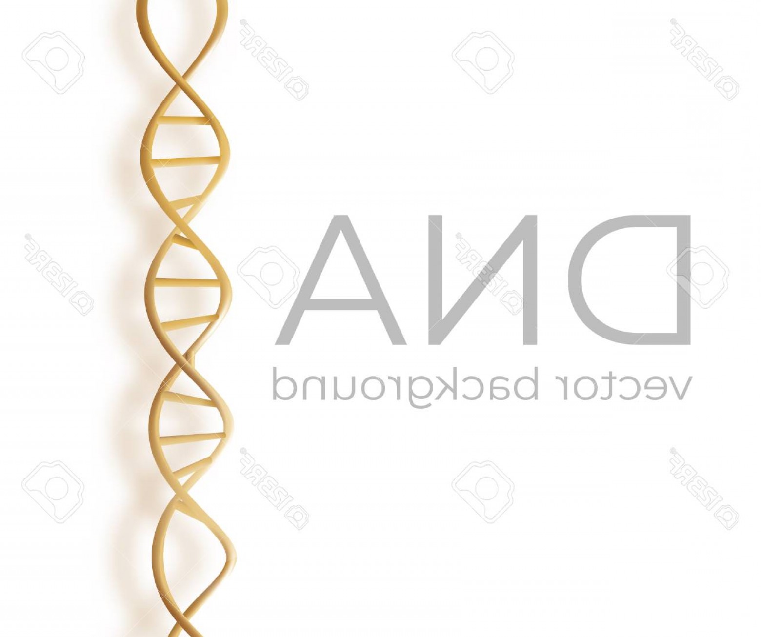 Photostock Vector Dna Strand Scientific Vector Background Soidergi 1560x1306 Photostock Vector Dna Strand Scientific Vector Background Soidergi