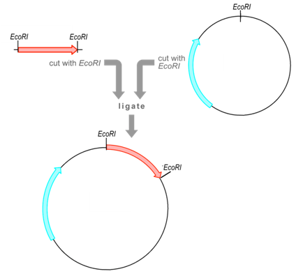 Cloning Dna 424x396 Cloning Dna