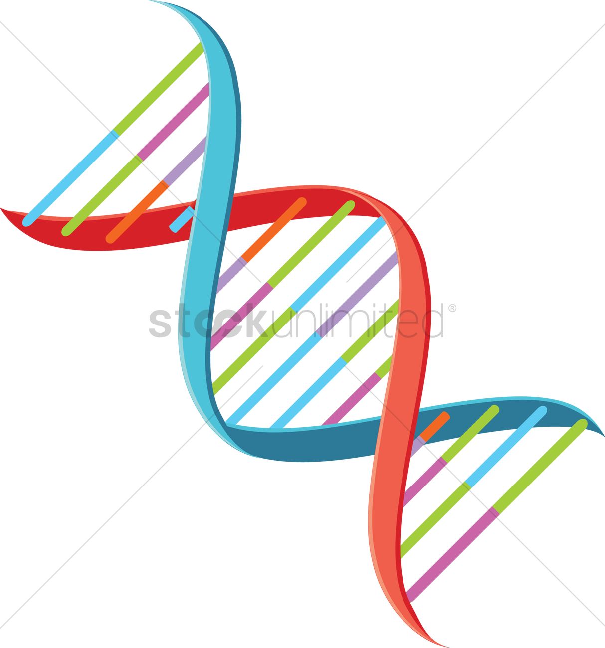 Dna Vector Image 1213x1300 Dna Vector Image
