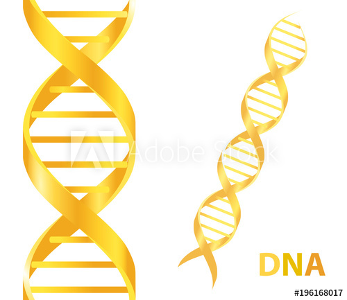 Gold Dna Vector Illustration On White Background 500x433 Gold Dna Vector Illustration On White Background