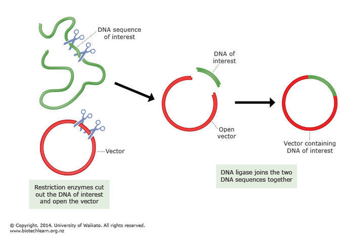 How To Add Foreign Dna To Bacteria Science Learning Hub 716x477 How To Add Foreign Dna To Bacteria Science Learning Hub