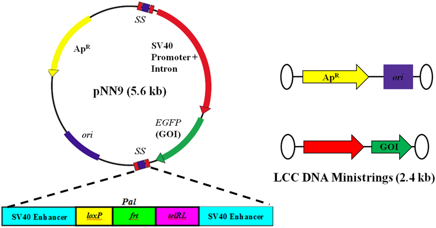 Parental Plasmid Dna Vector Substrate For The Production Of Lcc 850x444 Parental Plasmid Dna Vector Substrate For The Production Of Lcc