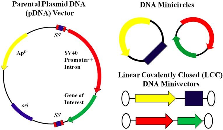 765x449 Schematic Of Plasmid Dna
