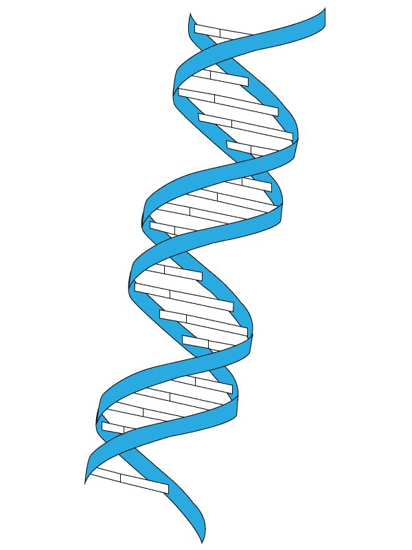 Vector Dna Deoxyribonucleic Acid In Vector Form Contact 600x800 Vector Dna Deoxyribonucleic Acid In Vector Form Contact