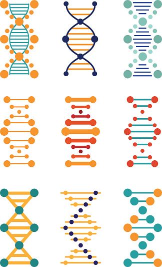 324x533 Dna Illustrations Vector Images New House Office