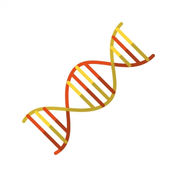 360x360 Dna Vector, Free Download Dna Structure Human, Dna Molecules, Dna