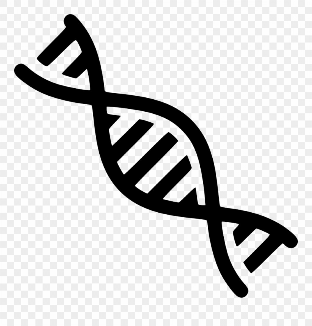 1056x1104 Dna Vector Clip Art Catchsplace