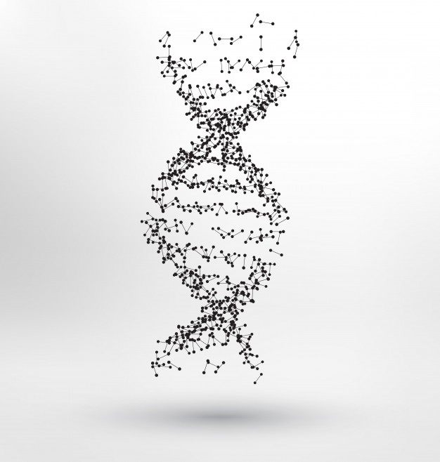 Abstract Human Dna Vector Free Download 626x658 Abstract Human Dna Vector Free Download
