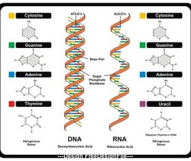 Dna Vector Free Download at Vectorified.com | Collection of Dna Vector ...