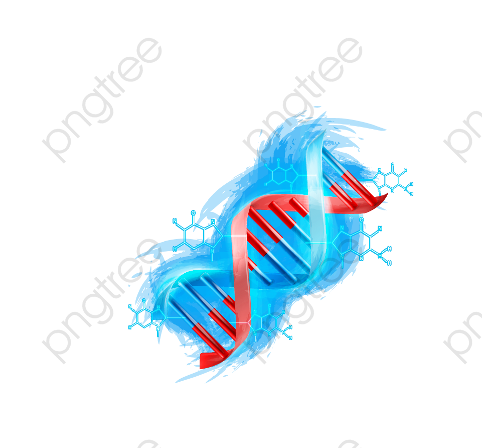 Free Collection Of Dna Vector Png Download Transparent Clip Arts 961x892 Free Collection Of Dna Vector Png Download Transparent Clip Arts