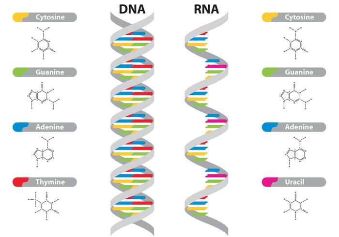 Dna Rna Vectors 700x490 Dna Rna Vectors
