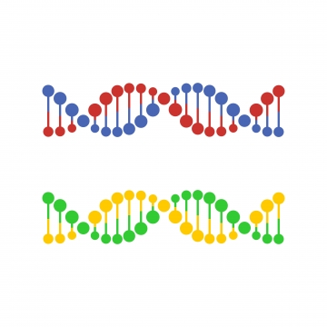 360x360 Dna Vector, Free Download Dna Structure Human, Dna Molecules, Dna