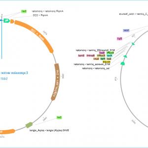300x300 Human Dna Vector Map Cqrecords