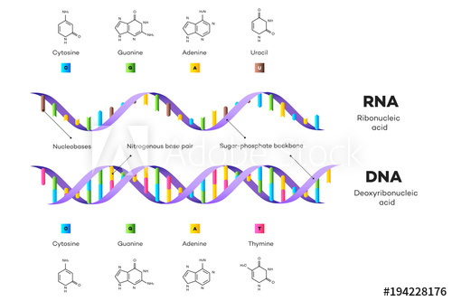 500x333 Molecular Structure Of Dna And Rna Infographic Educational Vector