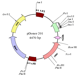 271x266 Plasmid Drawing Softwaredraw Linear Or Circular Dna Sequence Maps