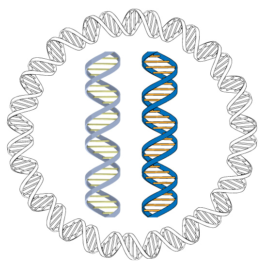 549x550 A Blog For James Dna Brush For Illustrator Version