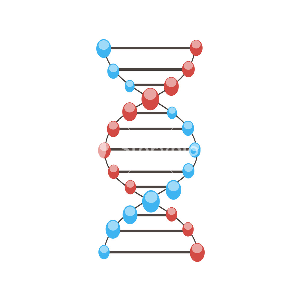 Модель ДНК вектор