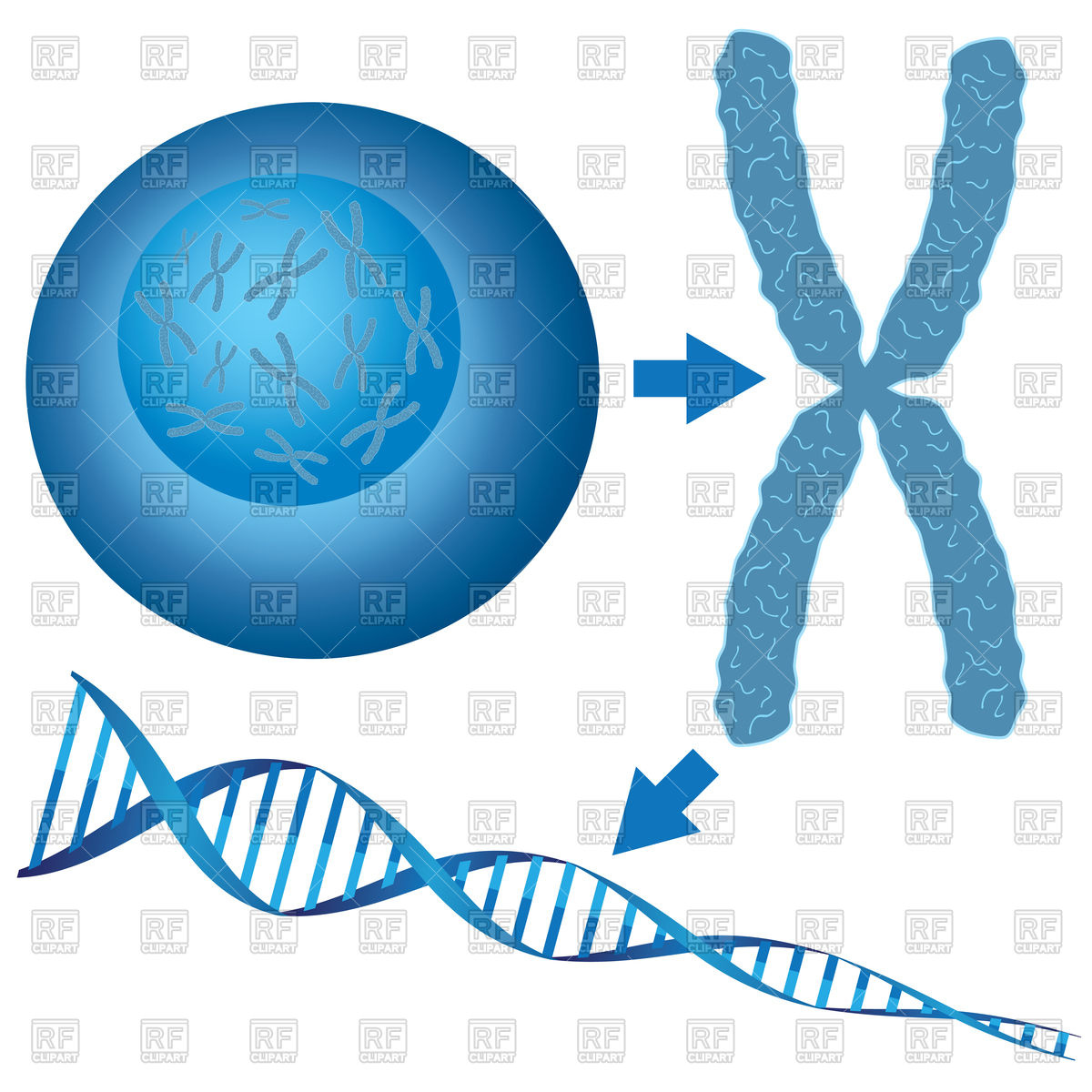 1200x1200 Cell, Chromosome And Dna Vector Image Of Healthcare, Medical