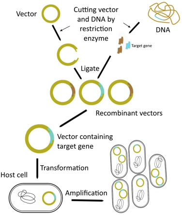 376x445 Recombinant Dna