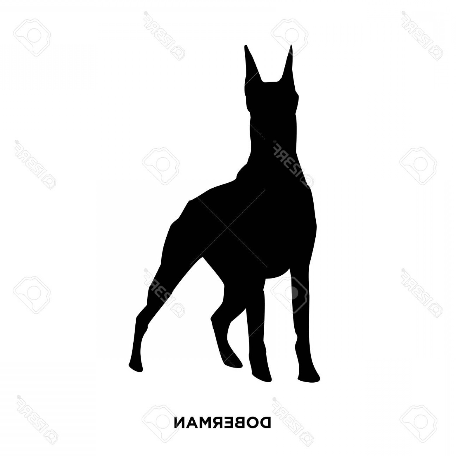 1560x1560 Photostock Vector A Doberman Silhouette On White Background Soidergi
