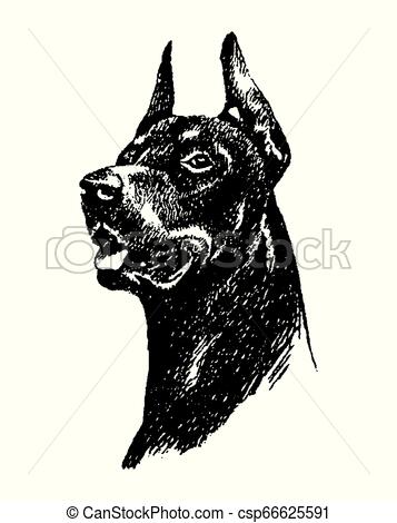 357x470 Vector Hand Draw N Doberman Dog Vintage Illustration On White