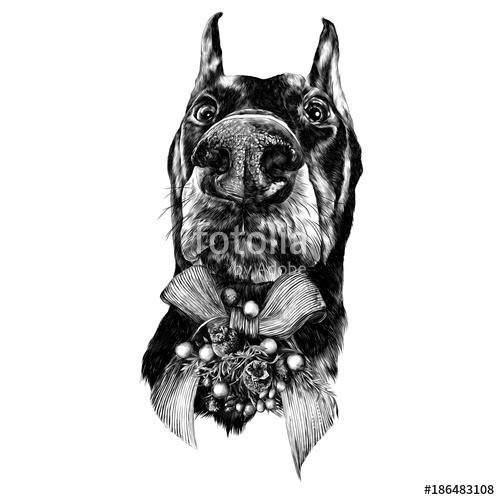 500x500 Head Dog Breed Doberman With A Christmas Bow On The Neck Sketch