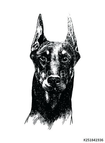 369x500 How To Draw A Doberman